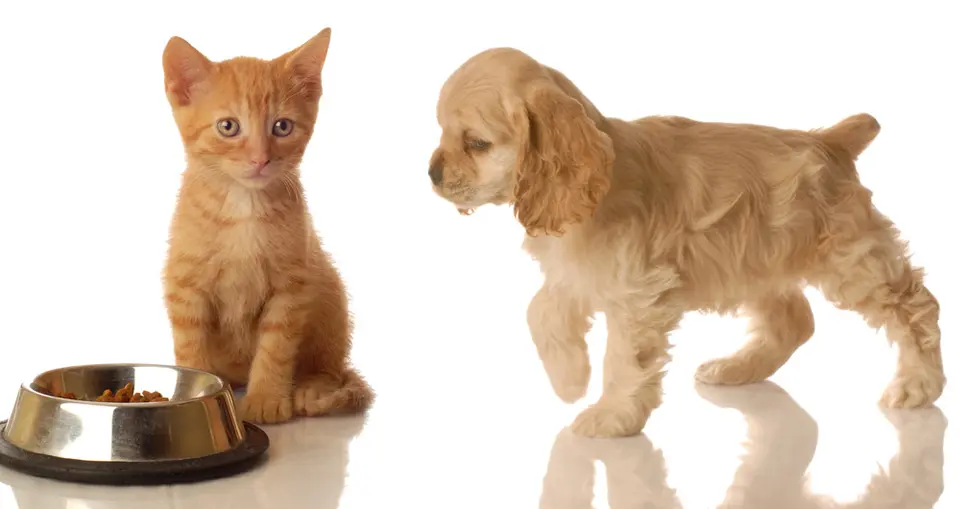 Which Is Smarter: Cats or Dogs?