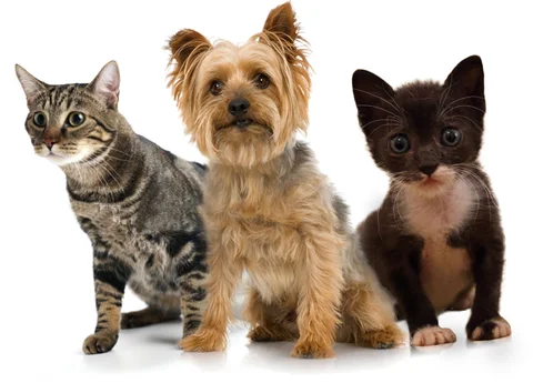 Why Comparing Pet Relocation Companies Is Harder Than It Looks