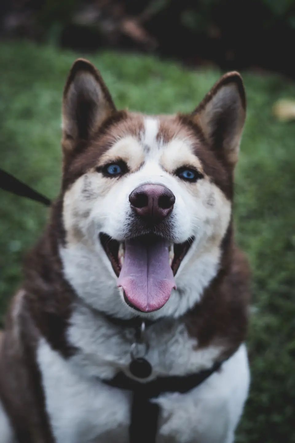 If Your Dog Suddenly Stops Walking in Summer, Don’t Pull First