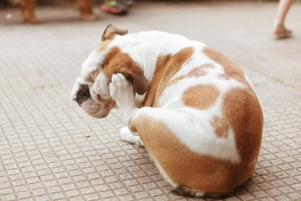 When Choosing a Dog, Don’t Only Look at How Cute He Is