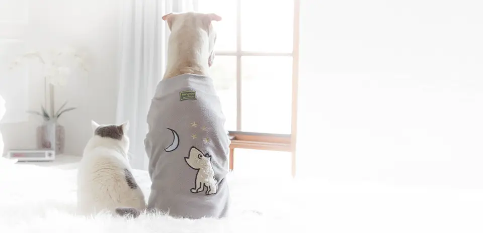 Why Do Dogs Come in So Many Shapes—But Cats Mostly Don’t?