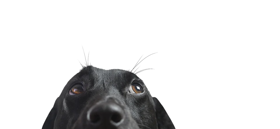 Why Do Most Dogs Have Brown Eyes? An Insight Into Canine Genetics