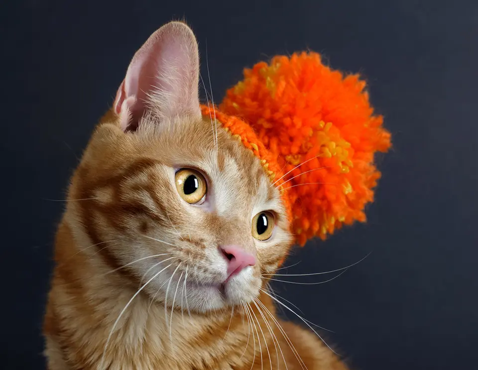 Why Orange Cats Are Often Perceived as Fatter: A Deep Dive