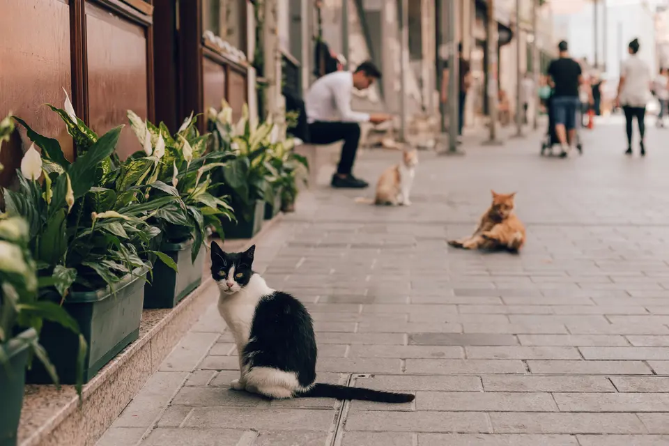 Are Tuxedo Cats Really Neurotic? Is There Science Behind Judging Cats by Their Colors?