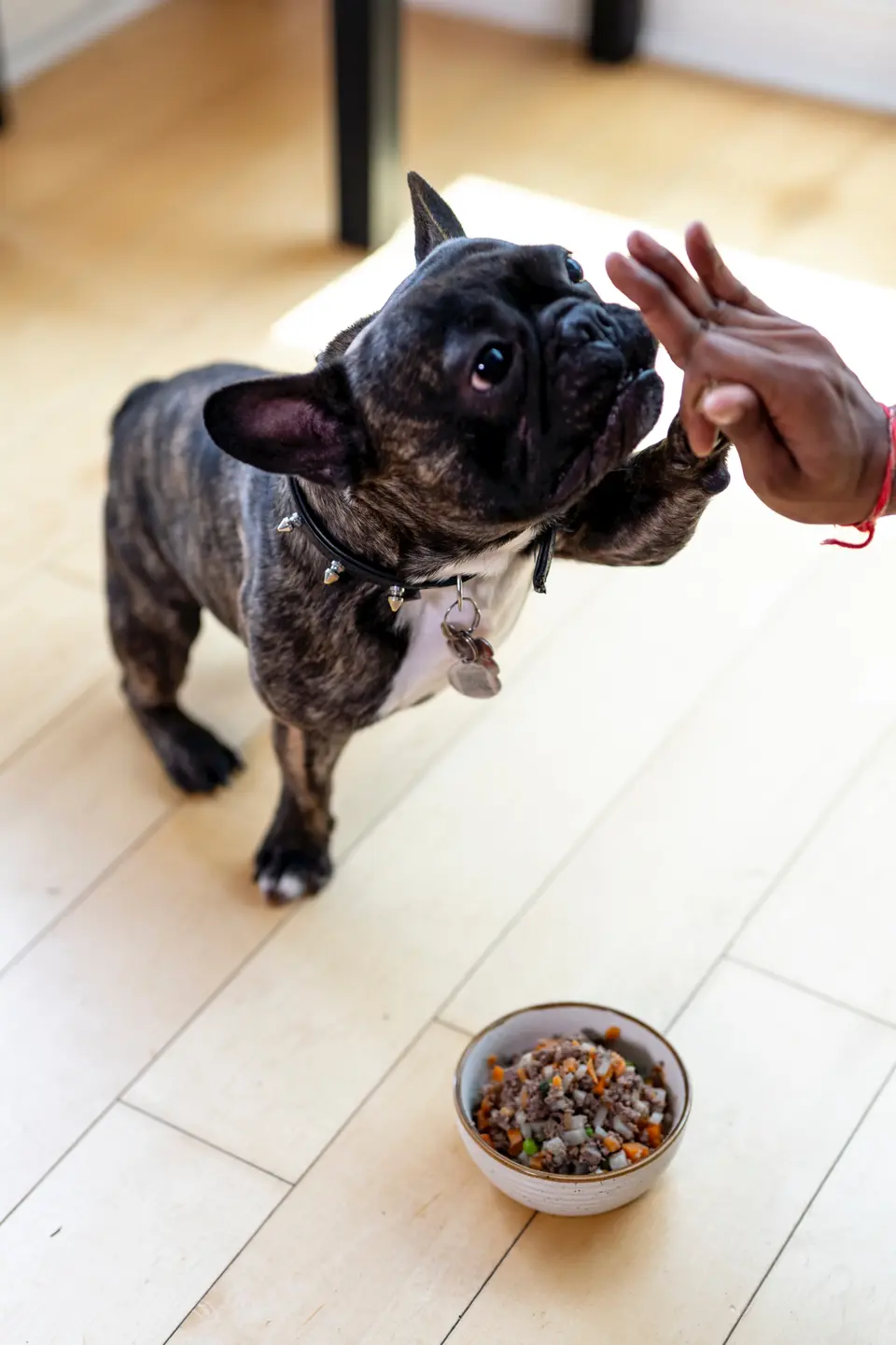 Are By-Products in Pet Food Bad? A Closer Look at What’s Really Inside the Bag