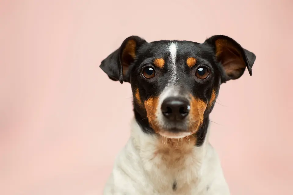 Why Do Some Dogs Fart So Much? Understanding Canine Flatulence