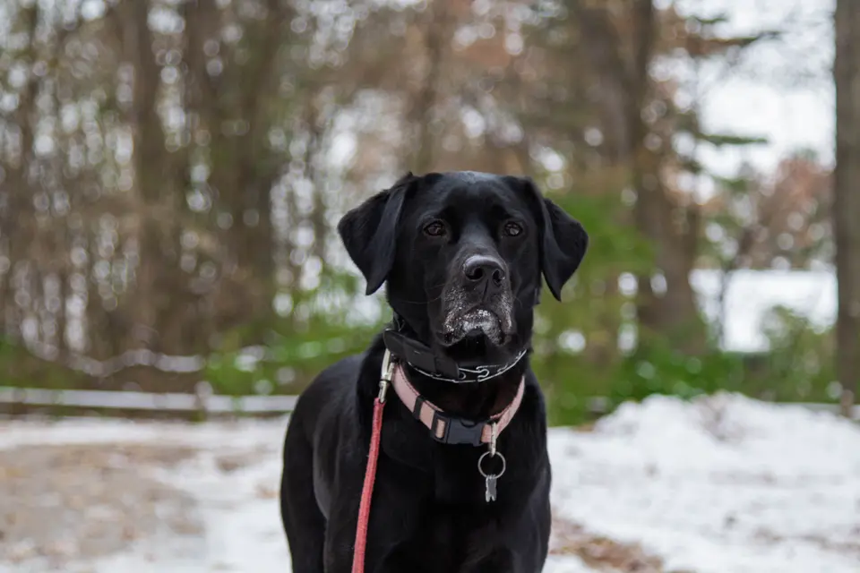 When Dogs Yawn, They Aren’t Always Sleepy