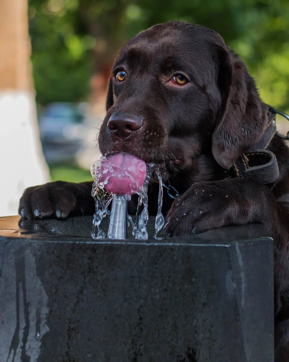 Why Can’t Dogs Drink Water Like Humans? The Science Behind Messy Lapping (And How to Keep It Safe)