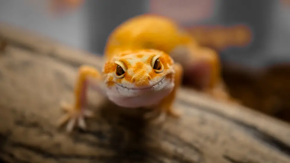 What’s It Like to Keep Large Lizards and Tortoises as Pets in the Home?