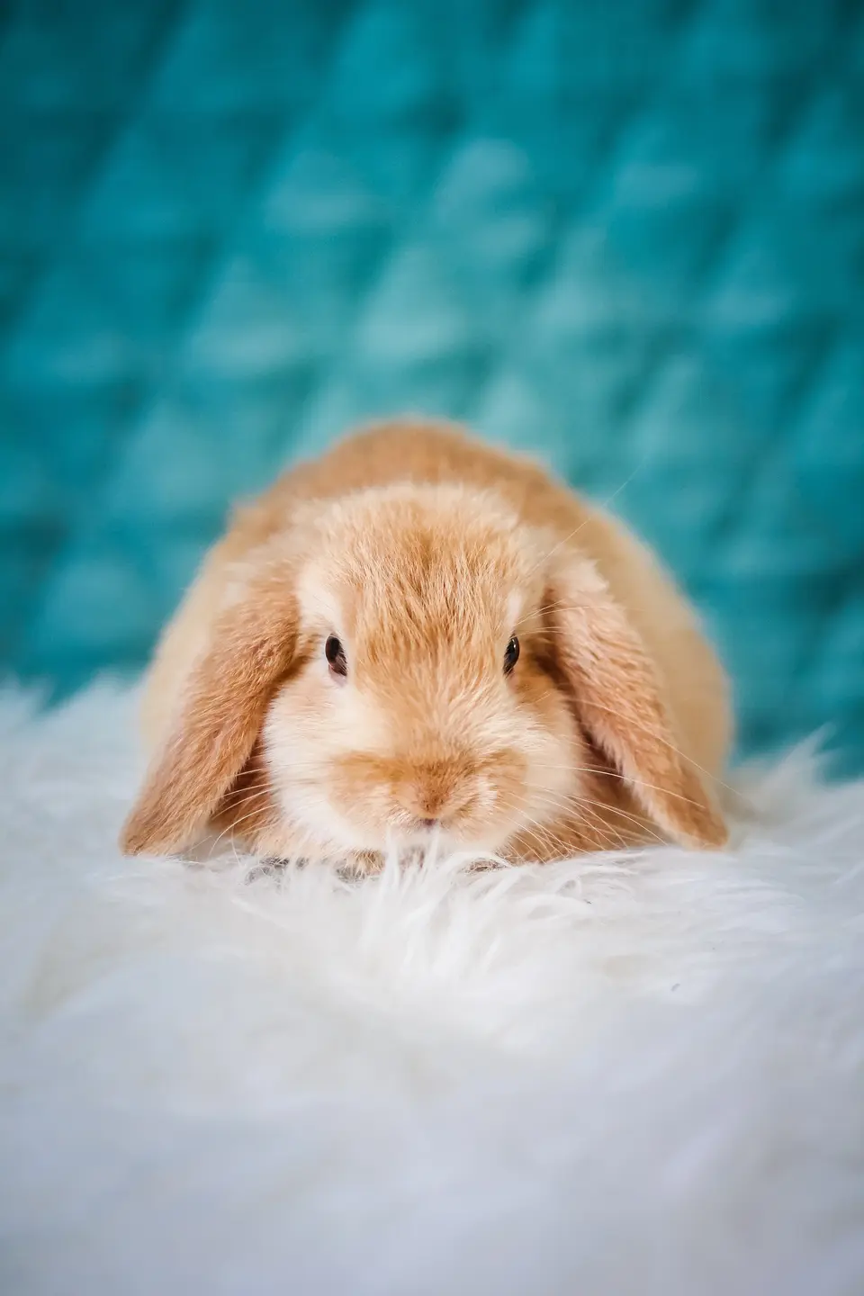 How to Care for and Internationally Relocate Rabbits