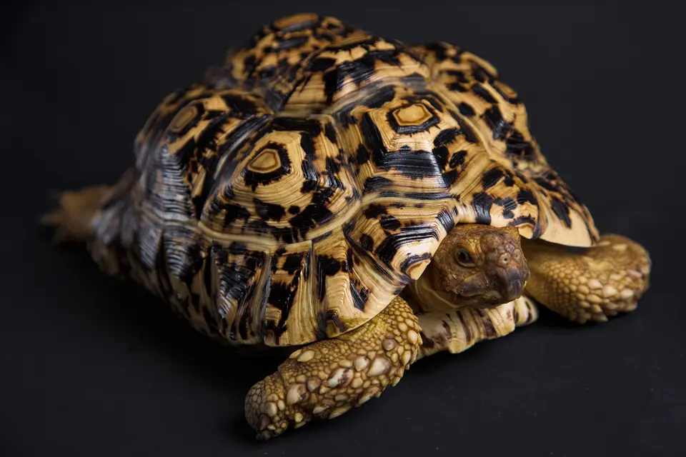 How to Care for and Internationally Relocate a Large Tortoise