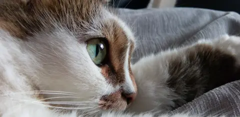 Close-up of a cat resting in a crate