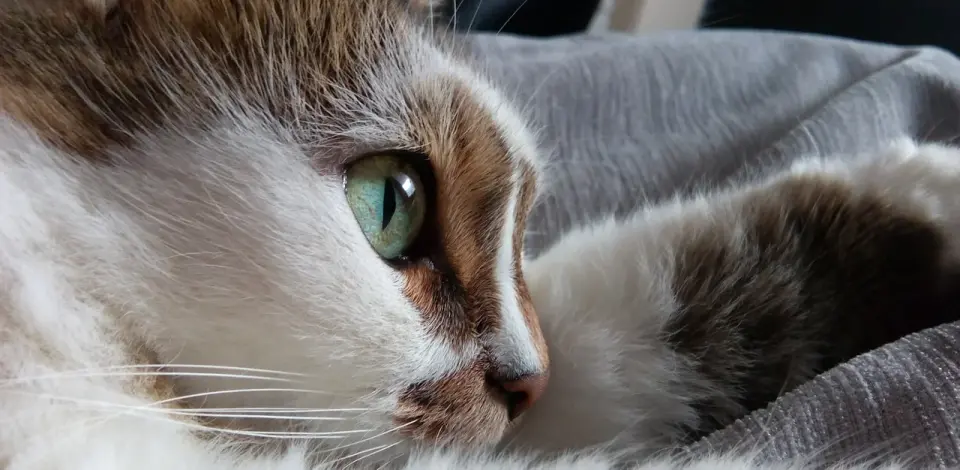 Close-up of a resting cat