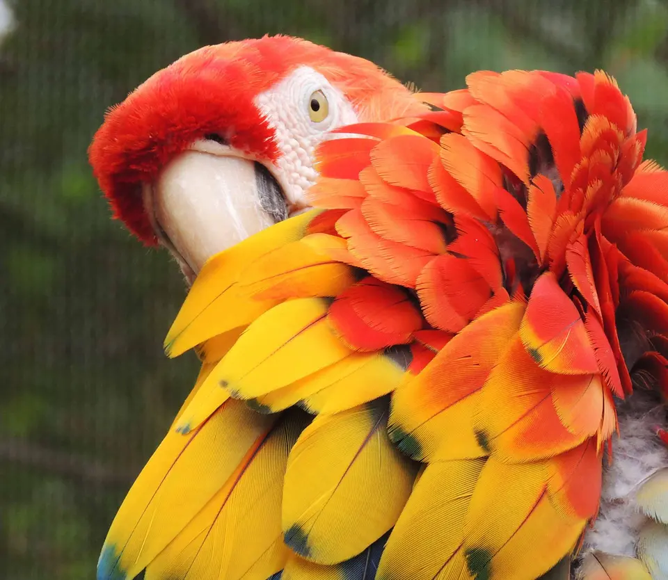 What’s It Like to Keep a Large Parrot as a Pet in the Home?