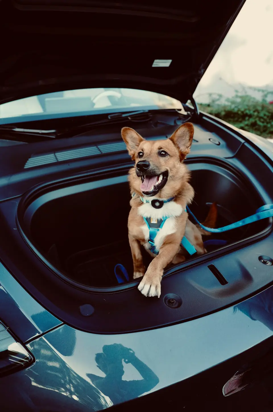 Tesla Dog Mode’s “Fatal” Blind Spot: Your Dog Can Open the Door and Walk Out — And Most Owners Never See It Coming