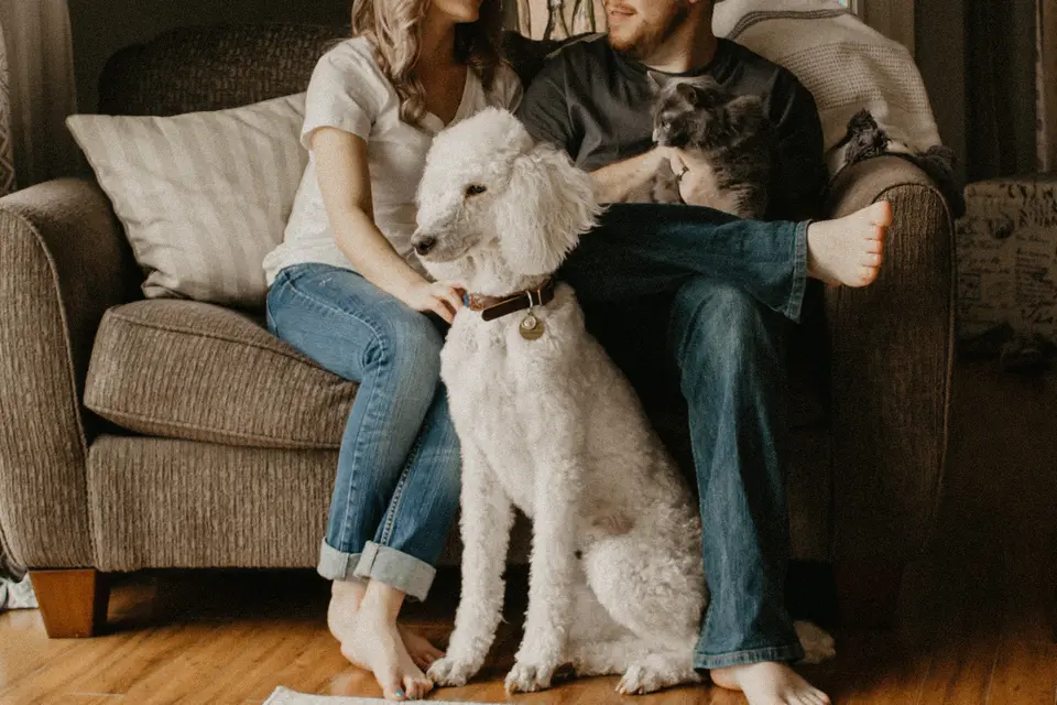 2026 Pet Policies for Major Airlines: Where Pets Can Fly, Common Restrictions, and How 0x Cargo Pet Travel Chooses the Right Carrier