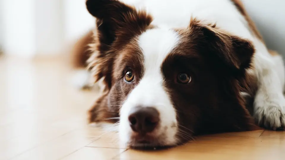 What Herding Dogs Can Teach Us About Genetics, Intelligence, and Travel Compatibility