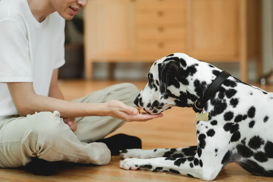 How to Read a Pet Food Ingredient List: Is More Meat Always Better?