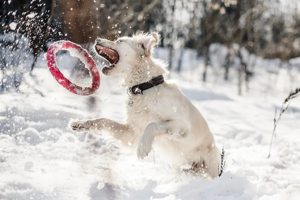 Lake Tahoe Winter Dog Travel Guide: Snow, Safety, Chain Controls, and Dog-Friendly Activities