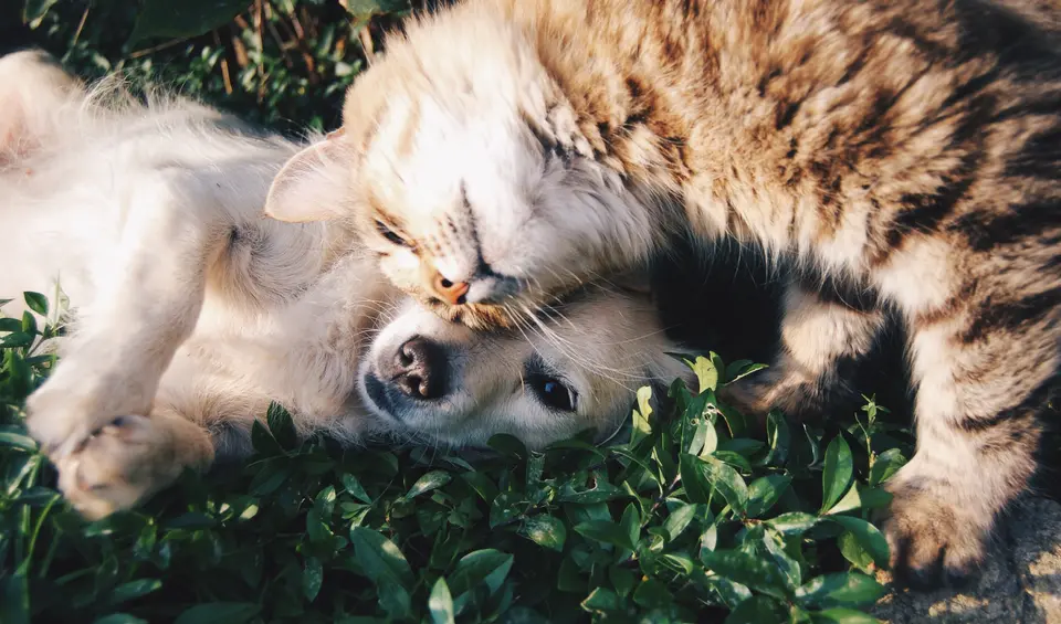 Is It True That Cats Aren't Tolerant of Cold but Can Handle Heat, While Dogs Handle Cold Better but Struggle With Heat? What Temperatures Make Cats and Dogs Feel Cold or Hot?