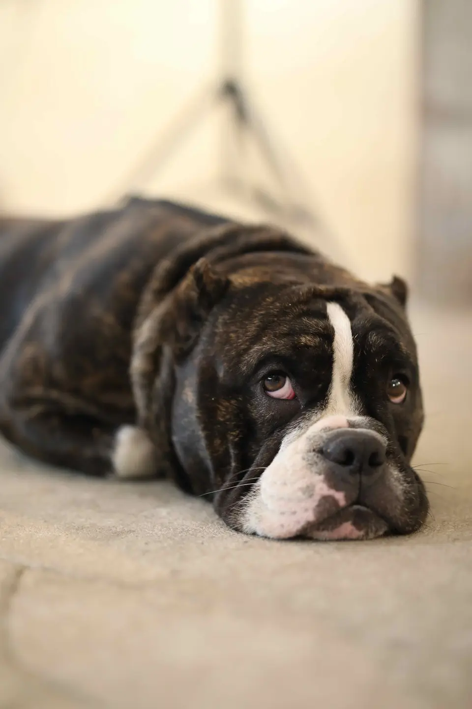 Does Your Dog Yawn When You Scold Him?