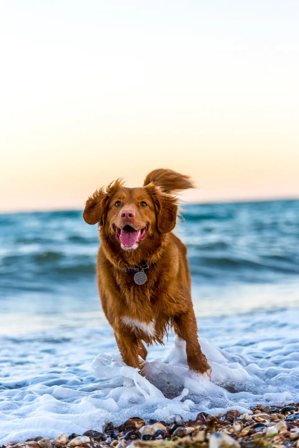 What Does It Mean When a Dog Wags Its Tail to the Left or Right?