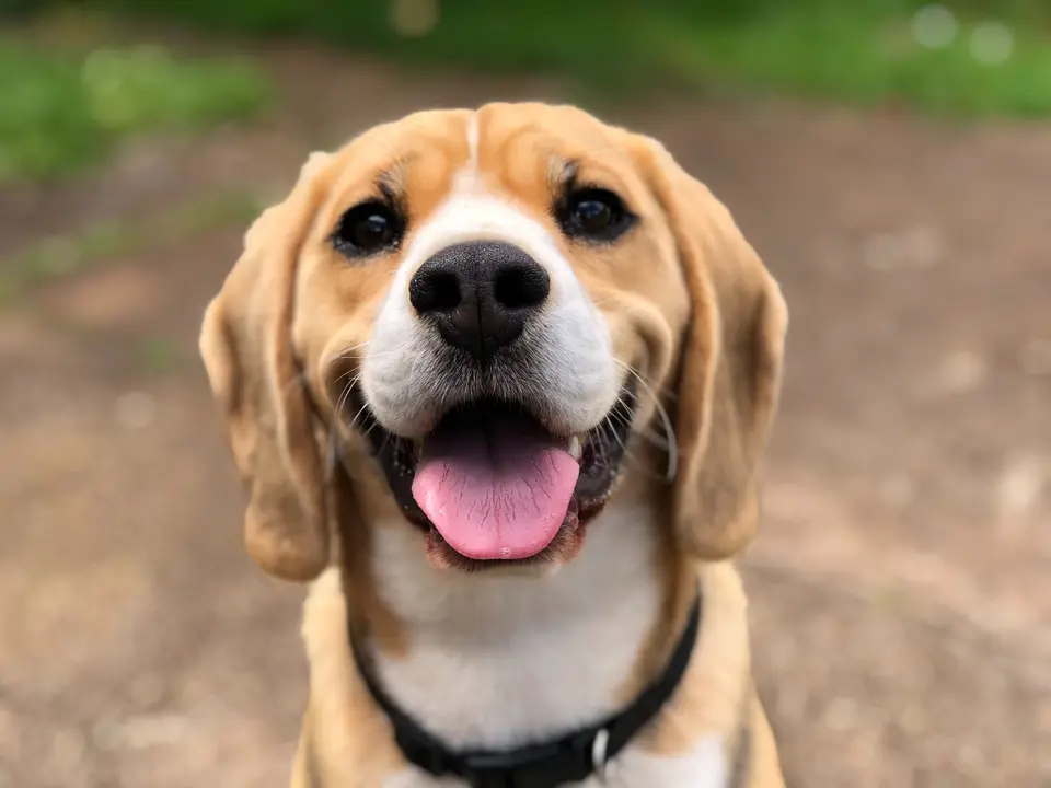 What Your Dog’s Breed Might Reveal About You—A Vet’s Insight That Has Dog Lovers Howling in Agreement