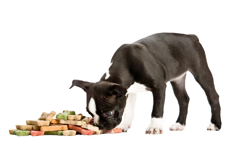 Why Do Many Vets Recommend Science Diet, Royal Canin, and Purina Brands, While Many YouTubers and Bloggers Advocate for Fresh, Raw, or Expensive Pet Food Brands?