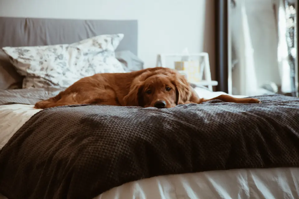 Do You Let Your Dog Sleep in Your Bed?