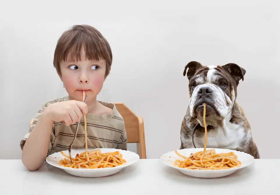My Dog Won’t Eat During the Day
