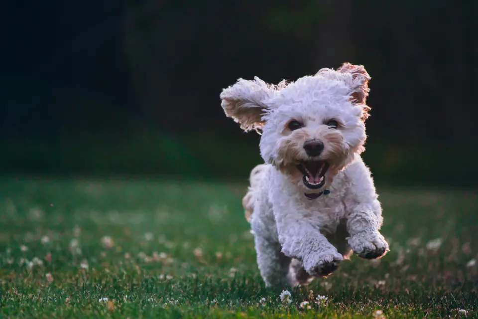 Your Dog’s Personality Might Be Something You Helped Create