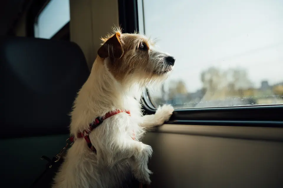 It's Getting Harder and Pricier to Fly With Your Pet