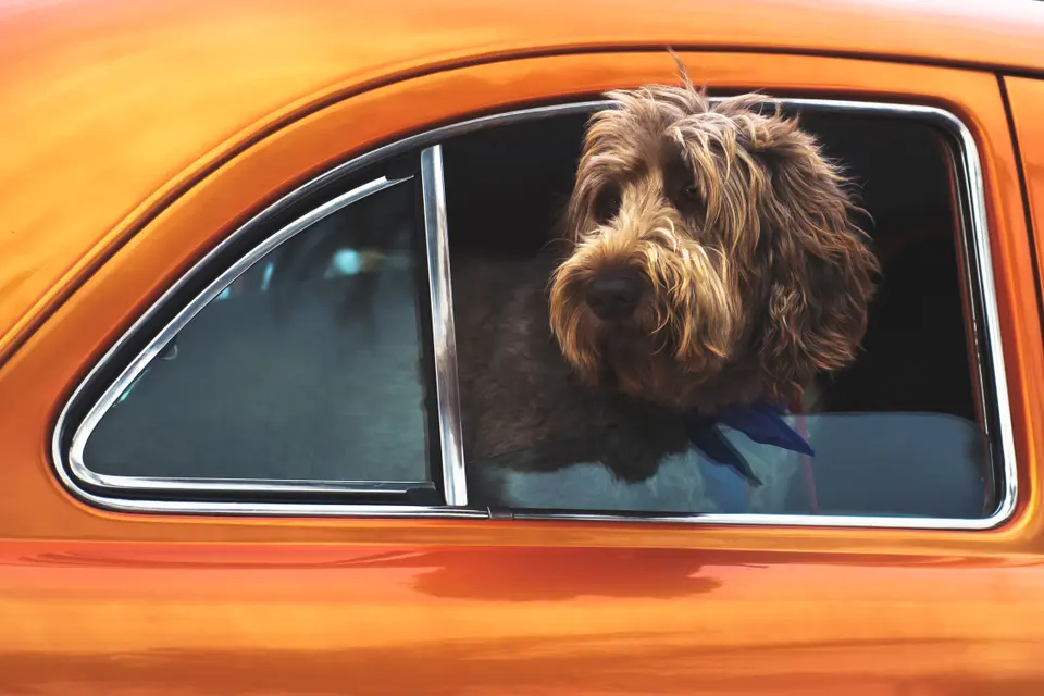 Where Does Your Dog Sit in the Car?