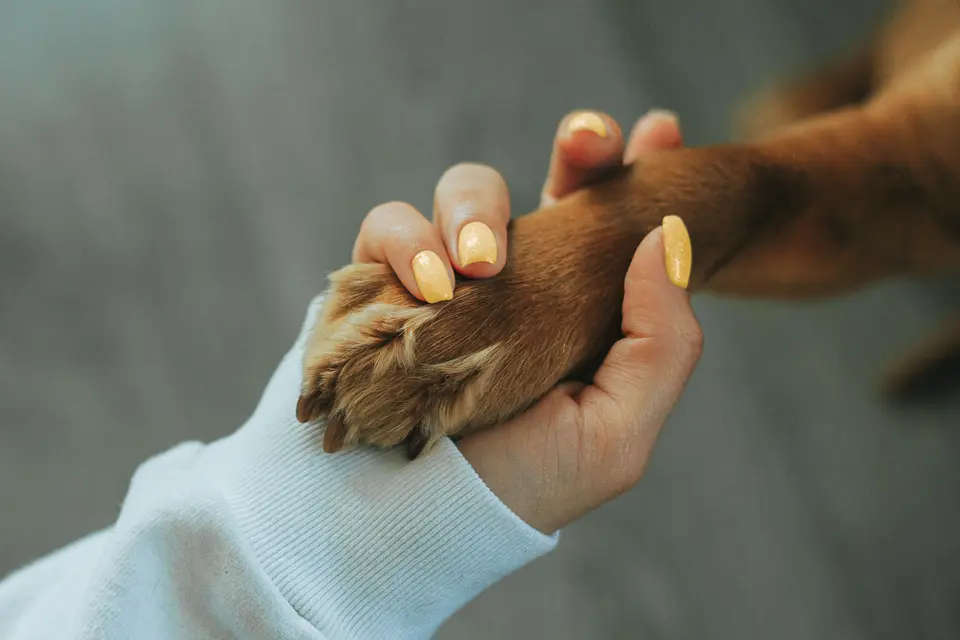 Do Dogs Know They’re Dogs? And What Are Humans, Through a Dog’s Eyes?