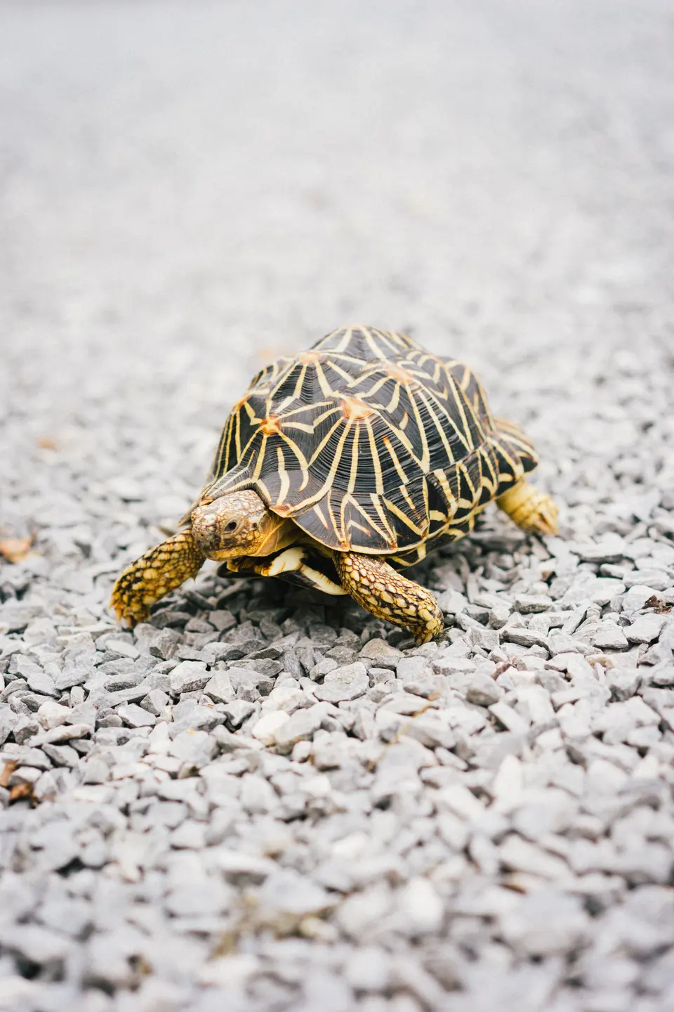 Learn how to care for a large tortoise at home and navigate international tortoise relocation, including tortoise export/import USA regulations and reptile transport tips.