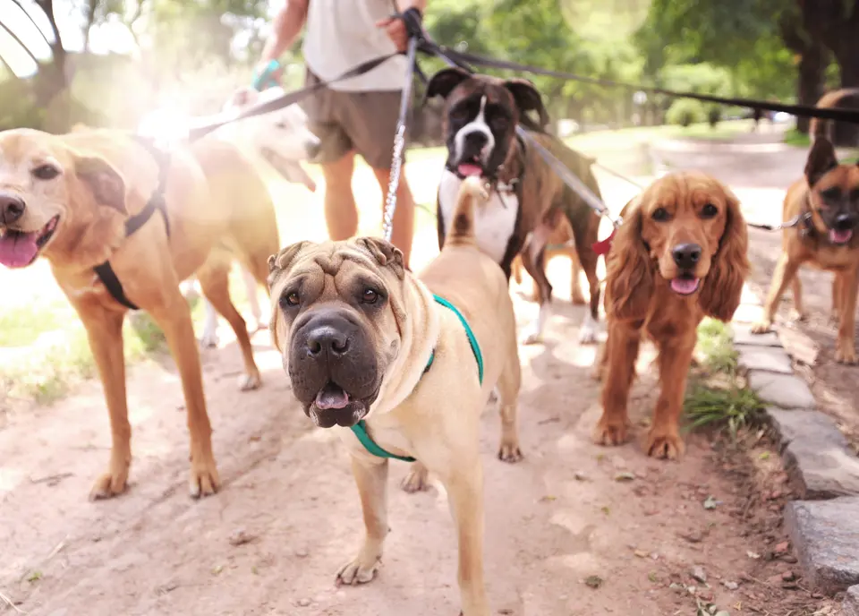 What Should I Do If My Dog Gets Bullied at the Dog Park?