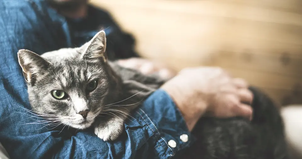 Grey cat being stroked by its owner