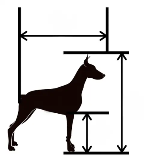 Dog silhouette with arrows for body length, standing height and foreleg height