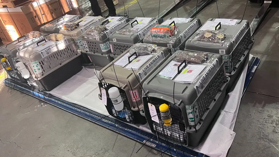 Rows of pet crates on a cargo pallet