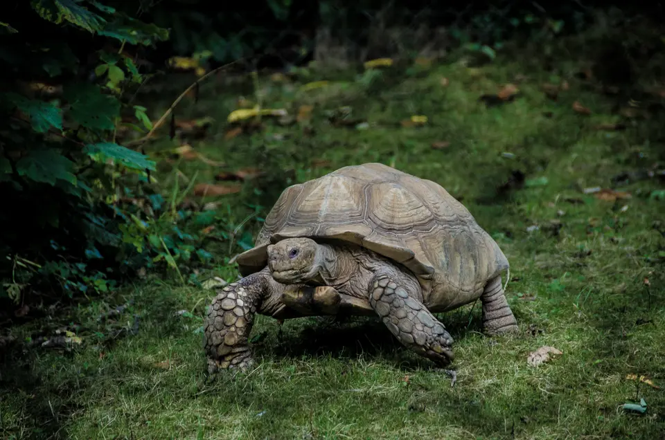 Learn how to care for a large tortoise at home and navigate international tortoise relocation, including tortoise export/import USA regulations and reptile transport tips.