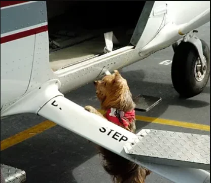 A small dog on a plane's boarding step, inspecting the cargo hold