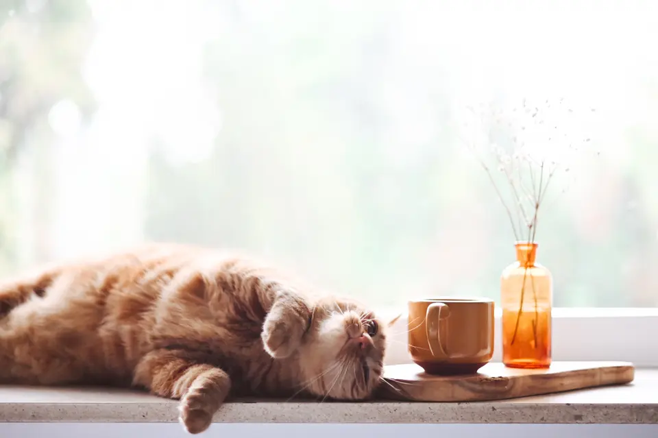 Why Orange Cats Are Often Perceived as Fatter