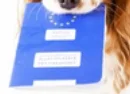 The EU Pet Passport: What It Is (And What It Definitely Isn’t)