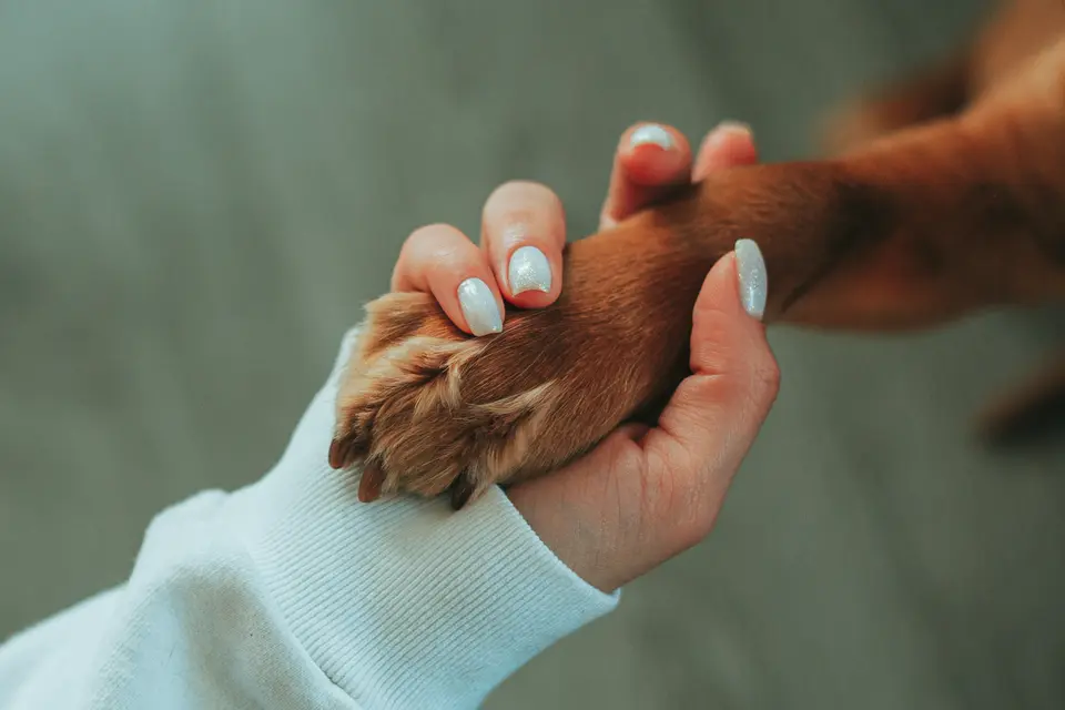 Dog Paws Smell Both Stinky and Alluring