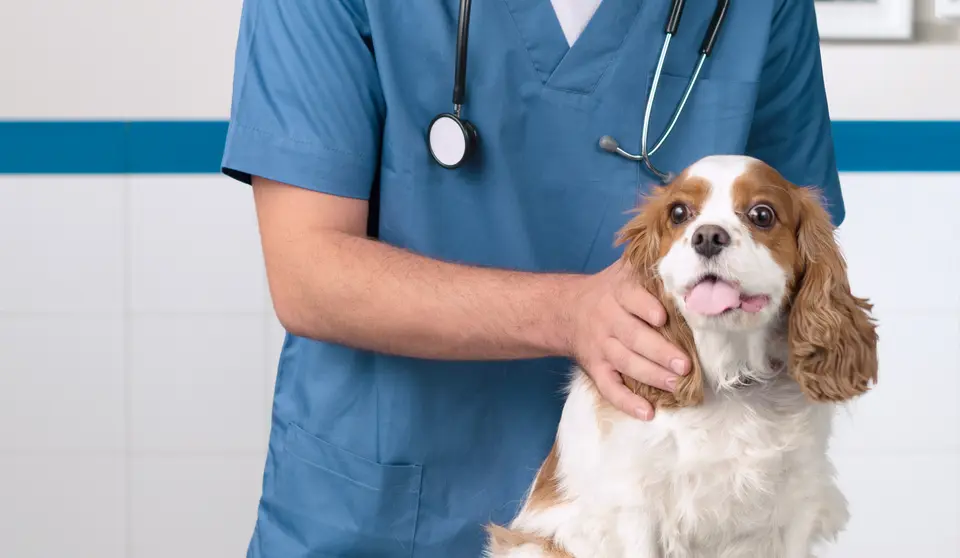 Rabies titer test for traveling with cats and dogs
