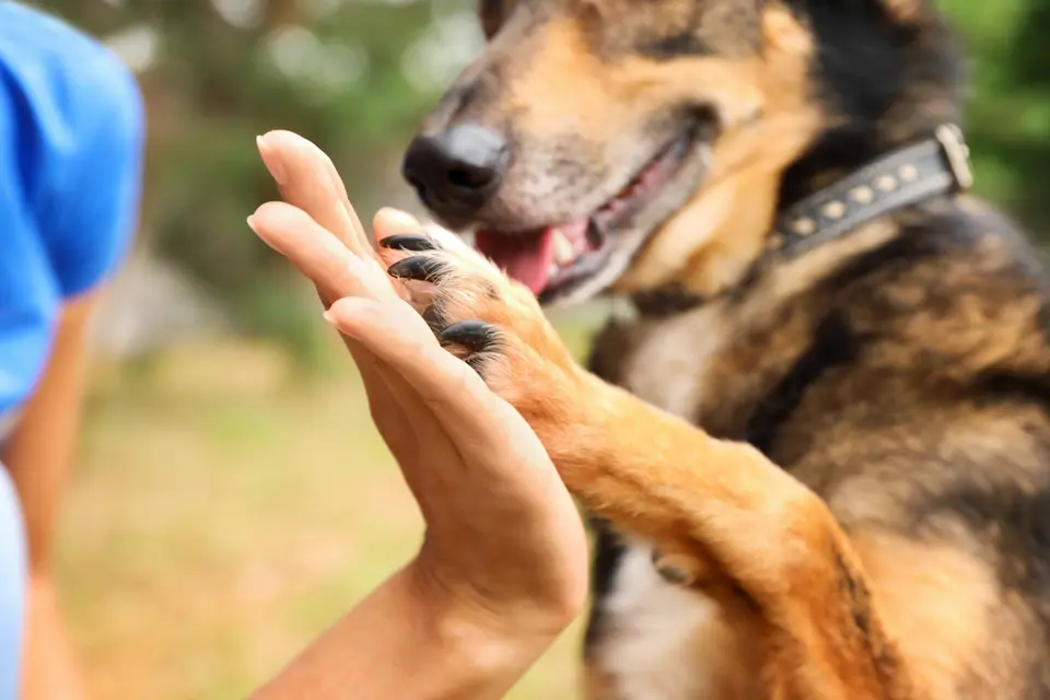 Veterinarians of Reddit: What Most Pet Owners Can Do to Make Their Pets’ Lives Better