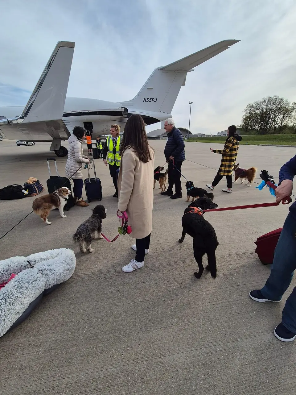 Dogs go private jet
