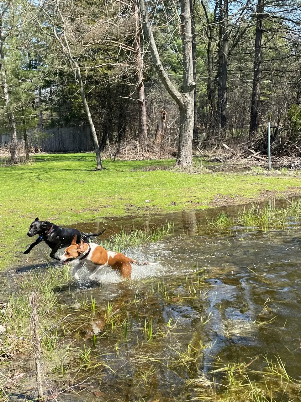Do Dogs Know How to Swim?