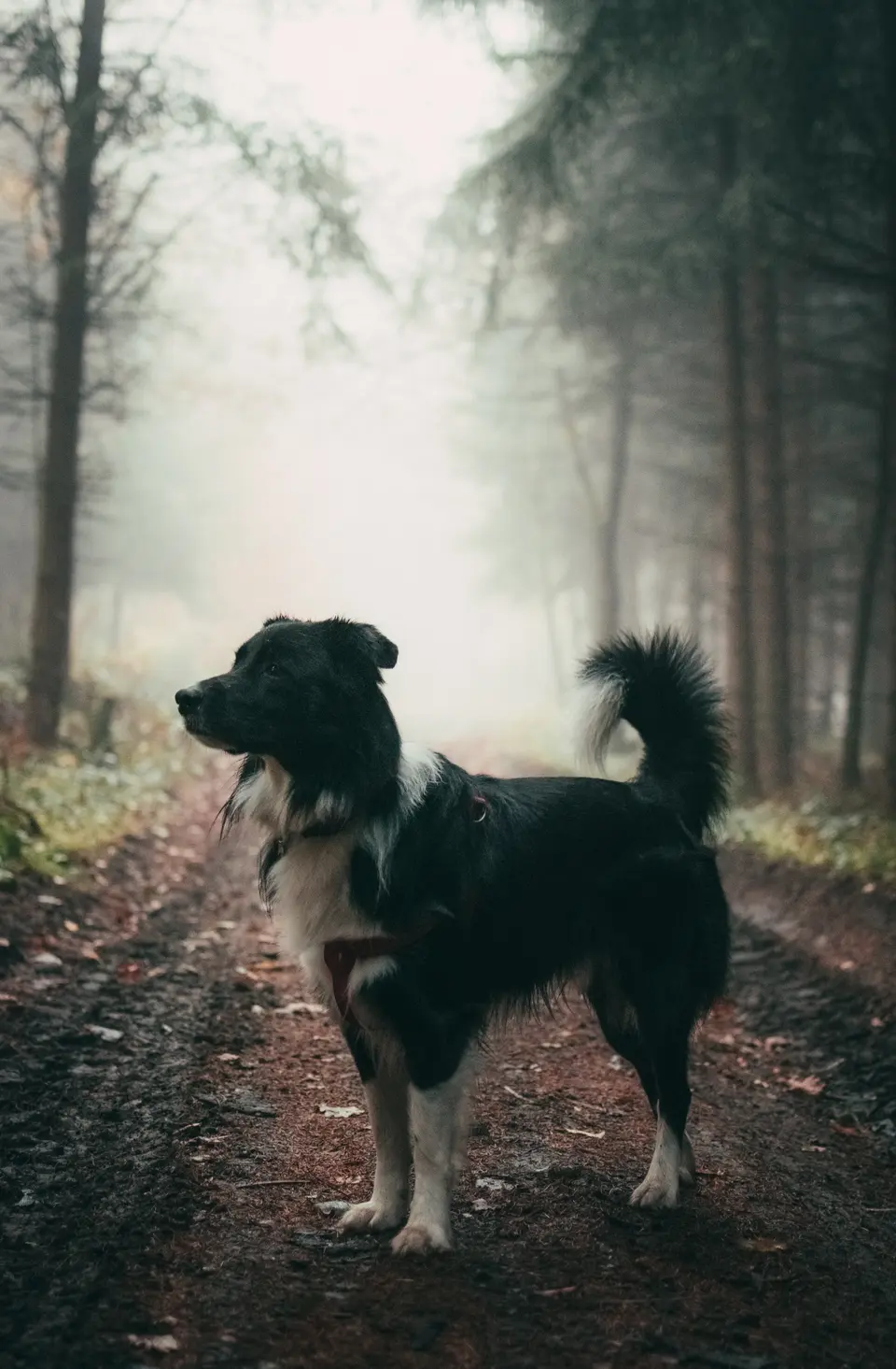 What Does It Mean When a Dog Wags Its Tail to the Left or Right?