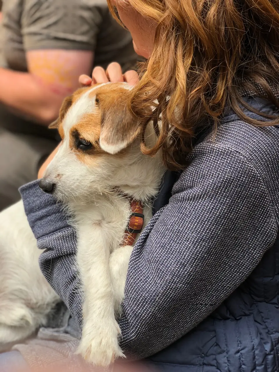 What Kind of Cat Breed is Garfield? What Kind of Dog Breed is Odie?